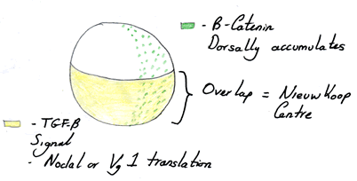 Expression of transcription factors Beta-Catenin and Nodal
