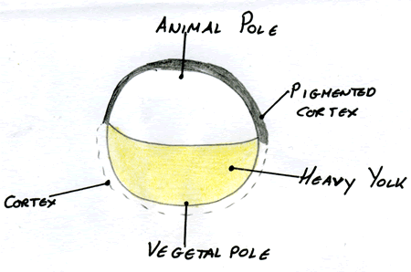 Oocyte 