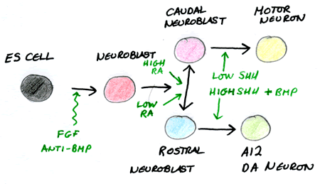 The Direction of Embryonic Stem Cells (ES Cells) to a Defined Fate